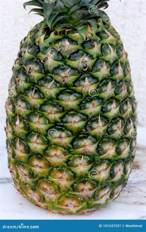 Pineapple Fruit Ananas Comosus Stock Image Image Of Pineapple Popular 101247231