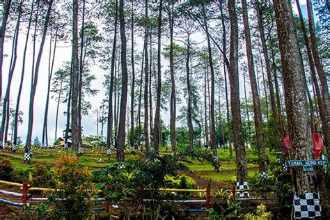 Wisata Majalengka Hutan Pinus Tempat Wisata Indonesia