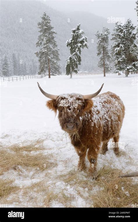 Scottish Highland Cattle On A Snow Covered Farm Pasture At Beavertail