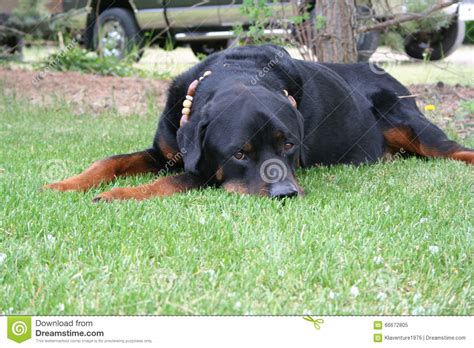 Rottweiler Laying On Grass Stock Image Image Of Rottweiler 66672805