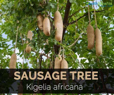Kigelia Africana Sausage Tree Capsules 50 100 200 100 Pure Etsy
