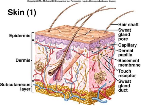 Integumentary System Health Sciences At Daily Life
