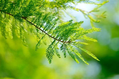 How To Grow A Bald Cypress Tree
