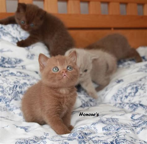 Cinnamon British Shorthair Kittens For Sale