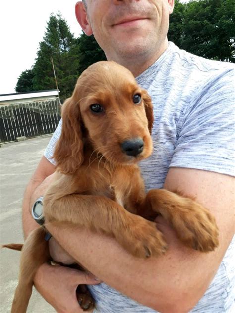 Red Setter Puppies In Magherafelt County Londonderry Gumtree