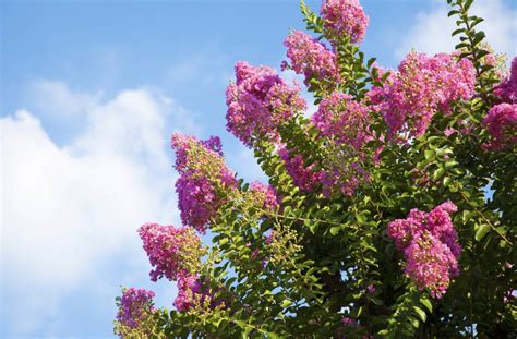 Gardening Crepe Myrtles In All Their Colourful Glory The Maitland
