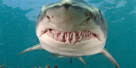 Tiger Shark Teeth Facts Hot Sex Picture