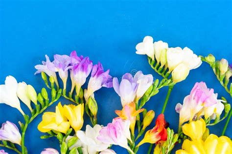 Fresh Freesia Flowers Stock Image Image Of Design Beautiful 179306919