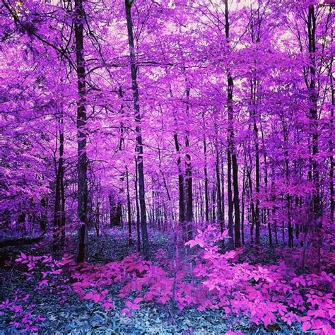 Purple Forest Outdoors Pinterest