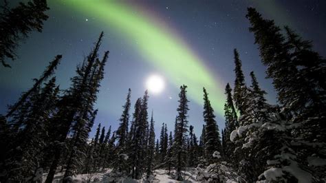 Aurora Borealis Above Denali National Park Alaska Backiee
