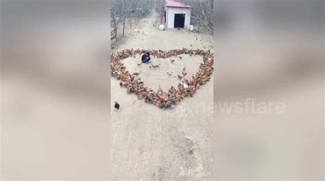 Creative Farmer Spreads Feed To Make Chickens Form Heart Shaped Pattern Buy Sell Or Upload