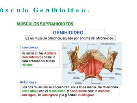 Importancia Del Cuello En La Estomatologia