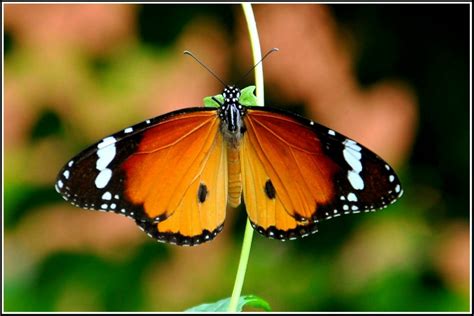 Free Images Nature Moths And Butterflies Insect Invertebrate