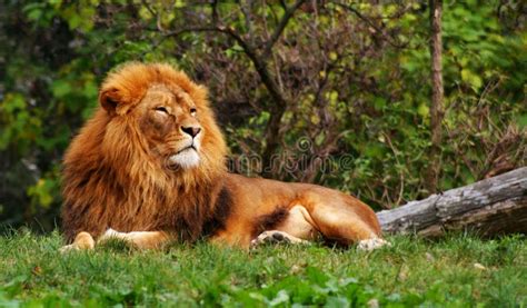 Lion On Green Grass Stock Image Image Of Wild Solo 13811623