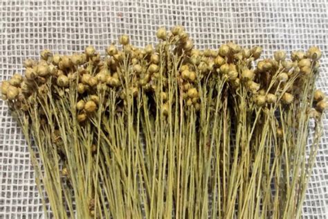 Flax Linum Dried Flax Linum Dried Linum Natural Bunch 60g Etsy