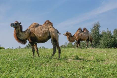 Camels are working animals especially suited to their desert habitat and are a vital means of transport for passengers domesticated camel calves lying in sternal recumbency, a position that aids heat loss. Wild Bactrian Camel - Earth Buddies