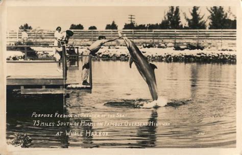 Porpose Feeding At Theater Of The Sea Whale Harbor Islamorada Fl Postcard