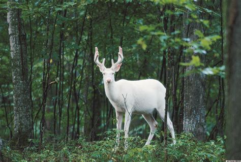 The Private Life Of Deer Documentary Explores Rise Of Whitetails In U