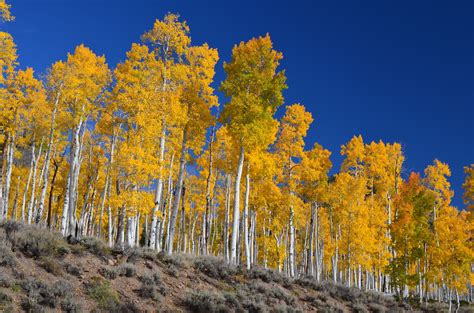 Picture Of The Week Pando One Of Earths Largest Living Organisms