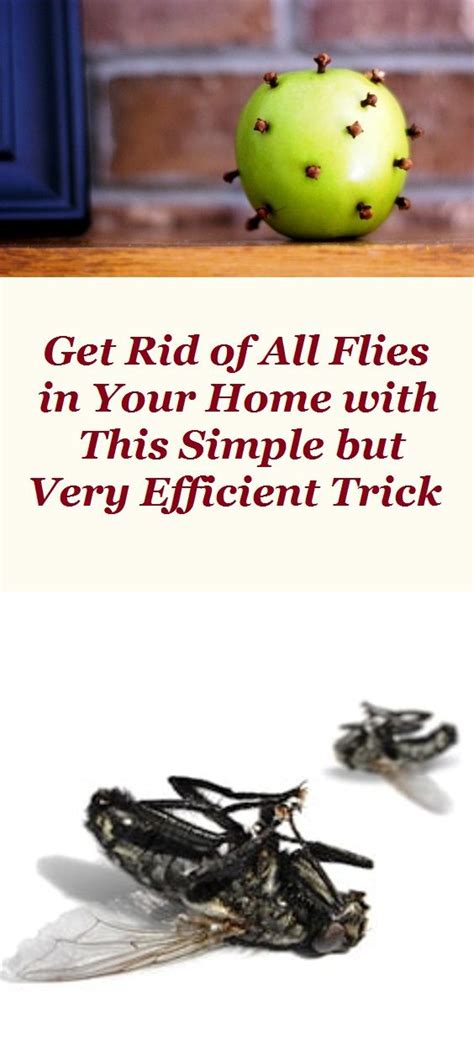 Get Rid Of All Flies In Your Home With This Simple But Very Efficient
