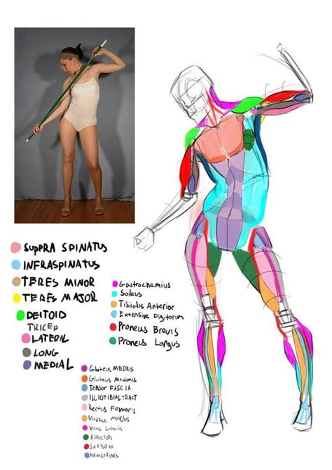 Body Anatomy Drawing Free Download On Clipartmag