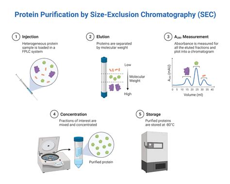 Protein Purification By Size Exclusion Chromatography Biorender