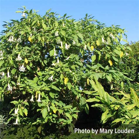 Tips and inspiration to get growing. Angel's trumpet (Brugmansia x candida) | QPIC
