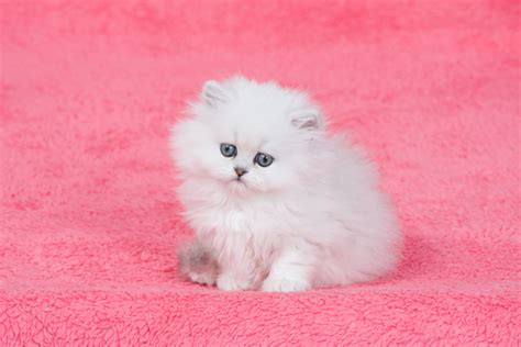 This is a teacup persian kitten for sale. Will Teacup Cats Become a Disastrous Celebrity-Spawned Pet ...