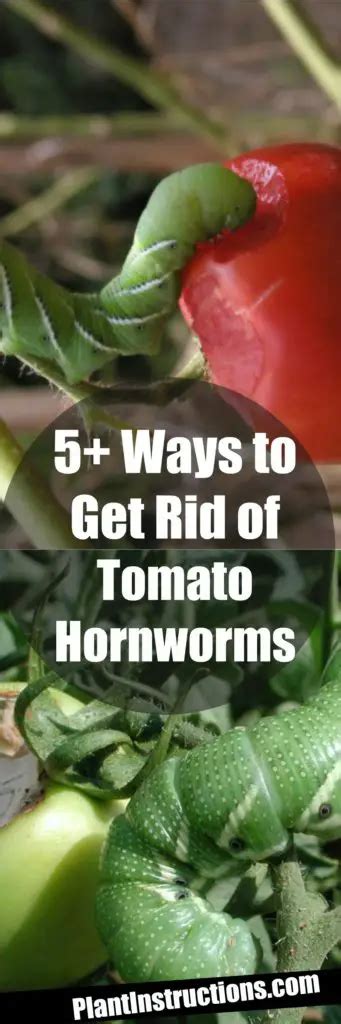 5 Ways To Get Rid Of Tomato Hornworms Plant Instructions