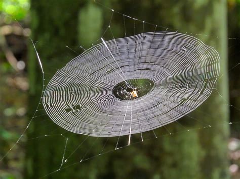 Inspired By Spider Silk Unprecedented New Material With Extraordinary