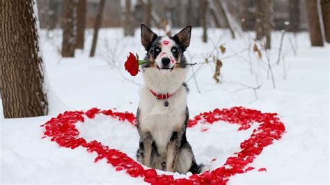 Hd Pics Photos Best Stunning Valentines Day Flower Dog Love Heart Rose