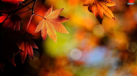 Fall Leaves Wallpaper HD (62  images)