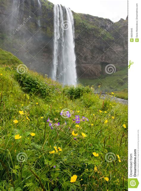Seljalandsfoss Waterfall And Meadow Flowers Iceland Stock Image