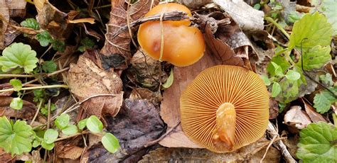 Virginia Id Help Identifying Mushrooms Wild Mushroom Hunting
