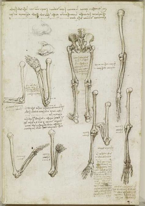 Leonardo Da Vinci Skeleton Anatomy Art The Bones Of The Arm And Leg