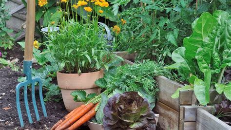 Beginner's guide to growing vegetables: 1. Get the site right | Stuff.co.nz