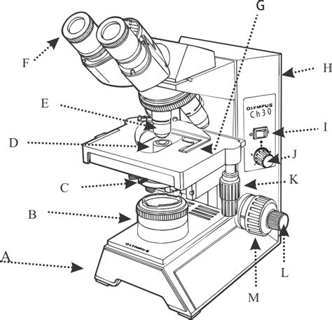 Compound Microscope Drawing At Explore Collection
