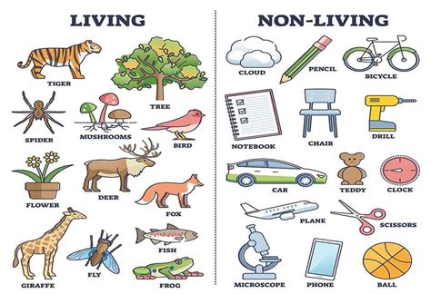 Living And Non Living Things Characteristics Examples Artofit