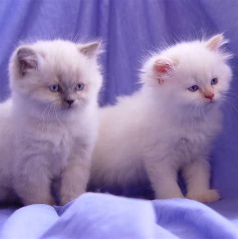 We did not find results for: Lionzden Cattery - Breeder of Persian Himalayan Kittens