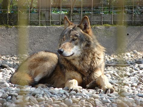 Lobo Oriental O Lobo Rojo Canadiense Canis Lycaon