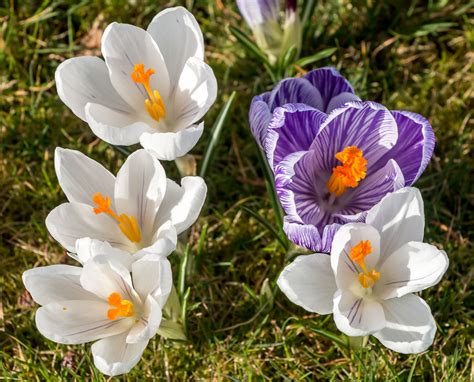 Crocuses On The Conifer Lawn At Wisley Myles Chuter Flickr