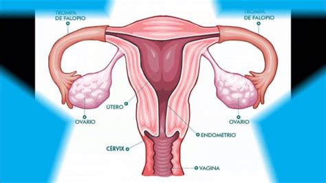 Organos Externos Aparato Reproductor Femenino