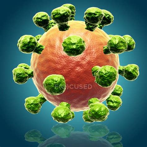 Rhinovirus Cause Of Common Cold — Anatomy Microbiology Stock Photo