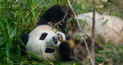 What Do Pandas Eat And Other Fun Eating Facts