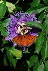 Florida Butterfly Caterpillars And Their Host Plants Images