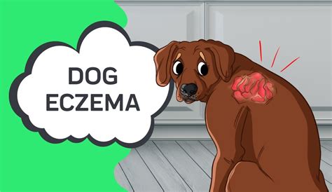 Dog Eczema Innovet Pet