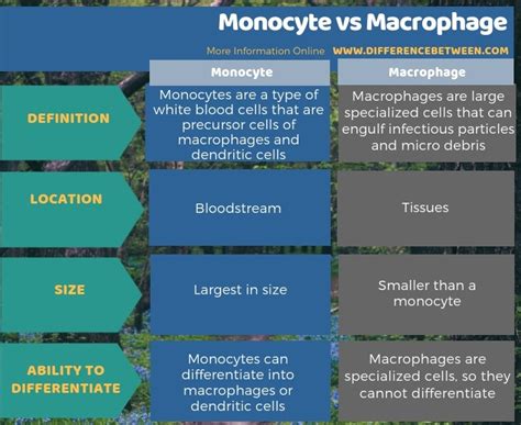 Difference Between Monocyte And Macrophage Compare The Difference