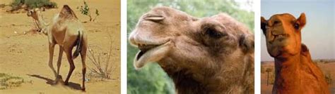 Los Camellos Razas Alimentacion Información Y Características Peso