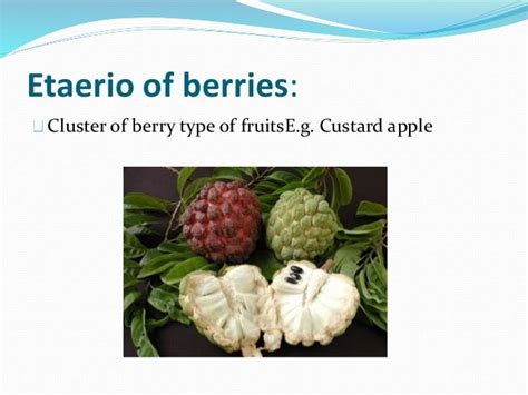 Fruits And Seeds For Class 11 Std