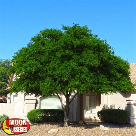 Texas Ebony Desert Trees Fast Growing Shade Trees Backyard Trees